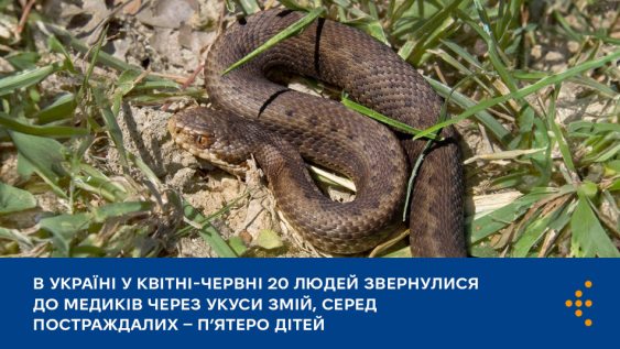 В Україні у квітні-червні 20 людей звернулися до медиків через укуси змій, серед постраждалих — п’ятеро дітей