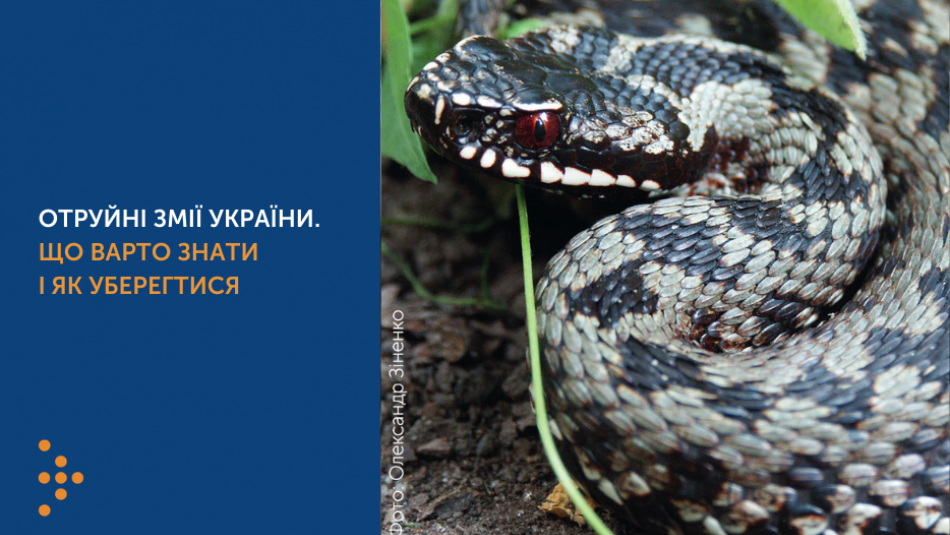 Отруйні змії України. Що варто знати і як уберегтися