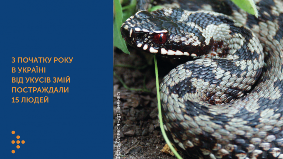 З початку року в Україні від укусів змій постраждали 15 людей