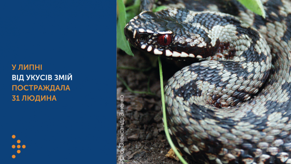 У липні в Україні від укусів змій постраждала 31 людина