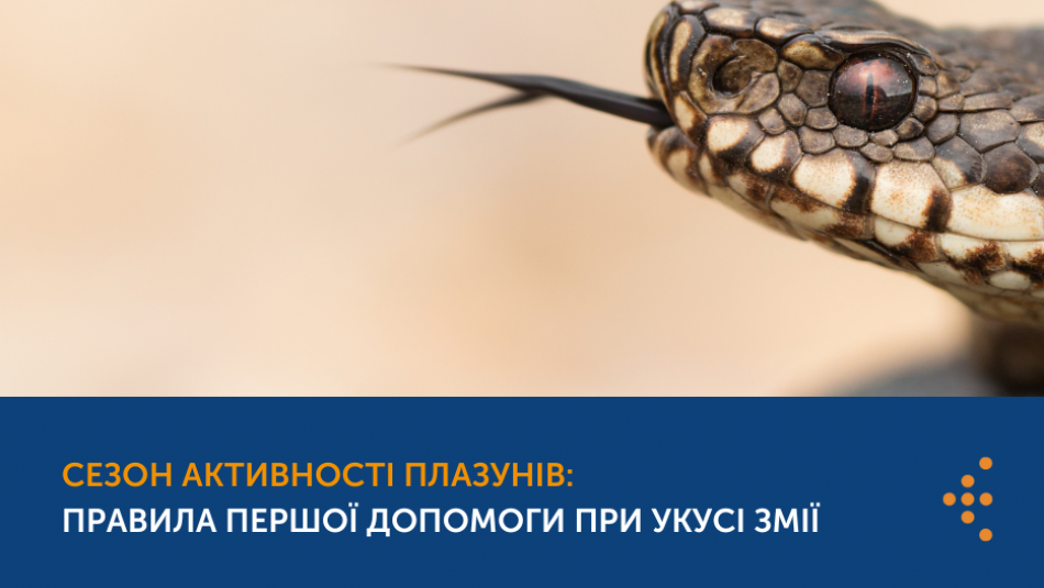 Сезон активності плазунів: правила першої допомоги при укусі змії