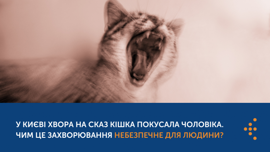 У Києві хвора на сказ кішка покусала чоловіка. Чим це захворювання небезпечне для людини?