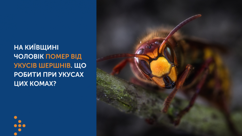 На Київщині чоловік помер від укусів шершнів. Що робити при укусах цих комах?