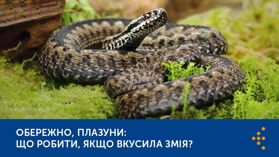 Обережно, плазуни: що робити, якщо вкусила змія?