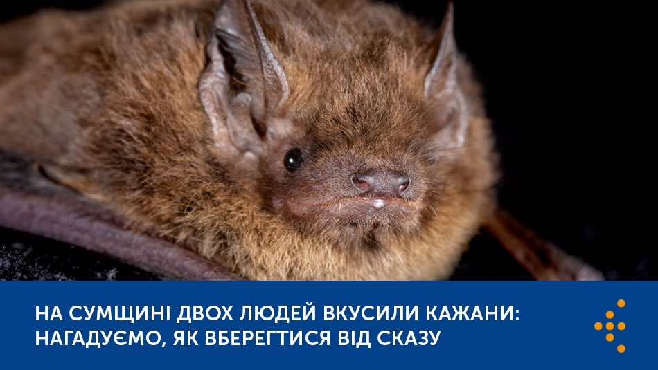 На Сумщині двох людей вкусили кажани: нагадуємо, як вберегтися від сказу