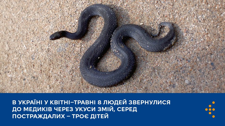В Україні у квітні–травні 8 людей звернулися до медиків через укуси змій, серед постраждалих — троє дітей