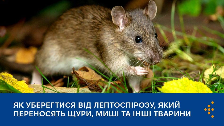 Як уберегтися від лептоспірозу, який переносять щури, миші та інші тварини