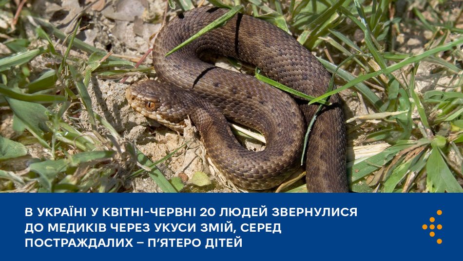 В Україні у квітні-червні 20 людей звернулися до медиків через укуси змій, серед постраждалих — п’ятеро дітей