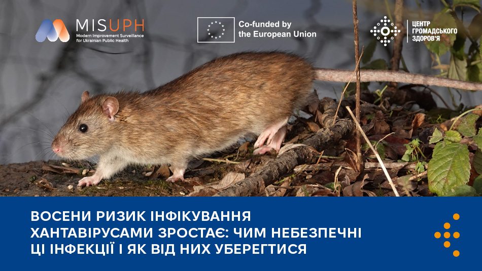 Восени ризик інфікування хантавірусами зростає: чим небезпечні ці інфекції та як від них уберегтися  