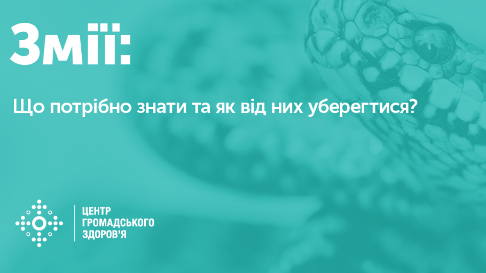 Змії: що потрібно знати та як від них уберегтися